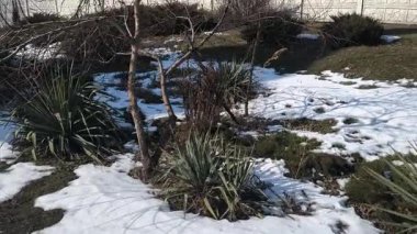 İlkbahar buzu. Karlar erir ve çiçekler filizlenir. Karda çiçekler.