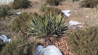 İlkbahar buzu. Karlar erir ve çiçekler filizlenir. Karda çiçekler.