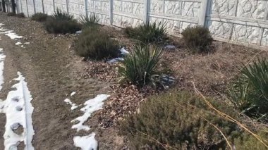 İlkbahar buzu. Karlar erir ve çiçekler filizlenir. Karda çiçekler.