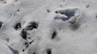 Bahar mevsimi. Toprağın üzerindeki büyük su birikintisi su yüzeyine yansıyor. Eriyen Karlar Çimenleri Açığa Çıkarıyor. İlk Yeşil Sebze Çekimleri. Sabit Kamera.