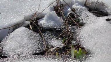 Bahar mevsimi. Toprağın üzerindeki büyük su birikintisi su yüzeyine yansıyor. Eriyen Karlar Çimenleri Açığa Çıkarıyor. İlk Yeşil Sebze Çekimleri. Sabit Kamera.