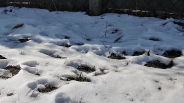 Bahar mevsimi. Toprağın üzerindeki büyük su birikintisi su yüzeyine yansıyor. Eriyen Karlar Çimenleri Açığa Çıkarıyor. İlk Yeşil Sebze Çekimleri. Sabit Kamera.