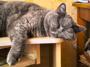 Kedi masada uyuyor. Masada uyuyan gri İngiliz kedisi. Tembel kedi..