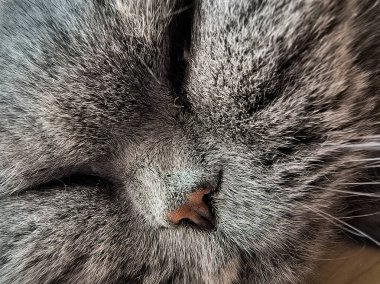 Kedi masada uyuyor. Masada uyuyan gri İngiliz kedisi. Tembel kedi..