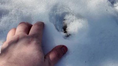 Avuçta kar var. Arka plan bulanık. Kış konsepti Ağır çekim. Yaklaş. Soğuk, güneşli bir havada elinde kar tutan bir adamın elindeki beyaz soğuk kar..