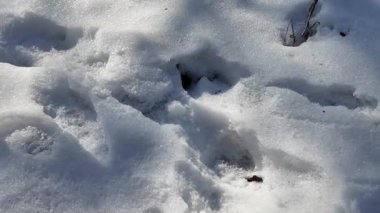 Avuçta kar var. Arka plan bulanık. Kış konsepti Ağır çekim. Yaklaş. Soğuk, güneşli bir havada elinde kar tutan bir adamın elindeki beyaz soğuk kar..
