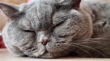 Kedi masada uyuyor. Masada uyuyan gri İngiliz kedisi. Tembel kedi..