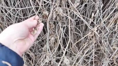 Elindeki kuru yaprakların yavaş çekim videosu. Şarapçı el sarı kuru üzüm yaprağına dokunarak çalıların dikey olarak büyümesini sağlıyor. Bilinmeyen tarla işçisi hasat sonrası sarmaşığı inceliyor.