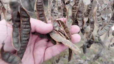 Elindeki kuru yaprakların yavaş çekim videosu. Şarapçı el sarı kuru üzüm yaprağına dokunarak çalıların dikey olarak büyümesini sağlıyor. Bilinmeyen tarla işçisi hasat sonrası sarmaşığı inceliyor.