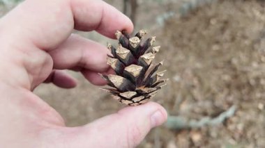 Yerin üstündeki adamın avucundaki kuru kozalaklar. Ağaçtan düşen bir avuç kozalak. Kumlu zemine çam kozalakları salıyor..