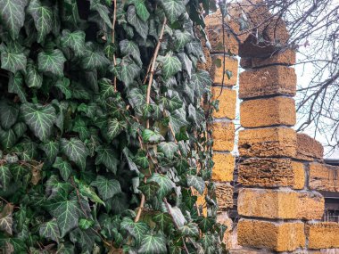 Güzel sarmaşık yaprakları. Duvardaki sarmaşık. Sarı duvardaki sarmaşık. Yaşlı aşırı gelişmiş çardak..