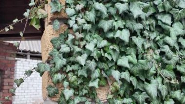 Güzel sarmaşık yaprakları. Duvardaki sarmaşık. Sarı duvardaki sarmaşık. Yaşlı aşırı gelişmiş çardak..