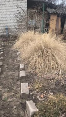 Bahçedeki süslü çalılar. Sarı kuru çim çalısı. Süslü kamış. Kuru otlar rüzgarda sallanıyor.