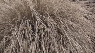 Bahçedeki süslü çalılar. Sarı kuru çim çalısı. Süslü kamış. Kuru otlar rüzgarda sallanıyor.