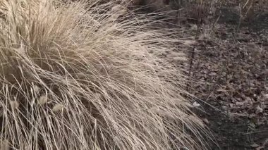 Bahçedeki süslü çalılar. Sarı kuru çim çalısı. Süslü kamış. Kuru otlar rüzgarda sallanıyor.