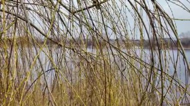 Salix L, Salix caprea L, uzun sallanan ağaç dalları, söğüt dalları, sarı ağaç kabuğu, ilk tomurcuklar ve dallardaki yapraklar, baharın başlarında ağaçlar.