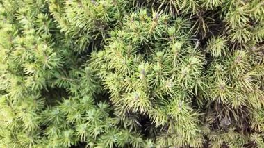 Kozalaklı ağaçlara yakın çekim. Yumuşak iğneler. Çam iğneleri. Adam bir köknar ağacına eliyle dokunuyor. Yeşil köknar.