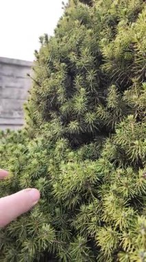 Kozalaklı ağaçlara yakın çekim. Yumuşak iğneler. Çam iğneleri. Adam bir köknar ağacına eliyle dokunuyor. Yeşil köknar.