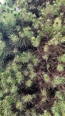 Kozalaklı ağaçlara yakın çekim. Yumuşak iğneler. Çam iğneleri. Adam bir köknar ağacına eliyle dokunuyor. Yeşil köknar.