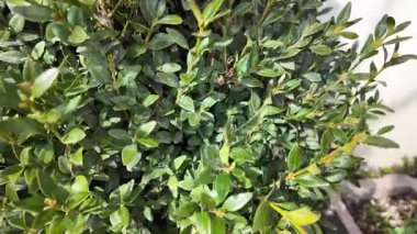 Boxwood çalısı. Yavaş çekim video kutusu yaprakları. Boxwood yapraklarına elle dokunan bir adam. Yeşil çalı. bitkiler hep yeşil.
