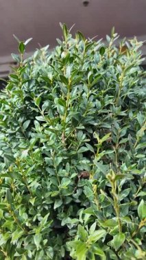Boxwood çalısı. Yavaş çekim video kutusu yaprakları. Boxwood yapraklarına elle dokunan bir adam. Yeşil çalı. bitkiler hep yeşil.
