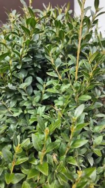 Boxwood çalısı. Yavaş çekim video kutusu yaprakları. Boxwood yapraklarına elle dokunan bir adam. Yeşil çalı. bitkiler hep yeşil.