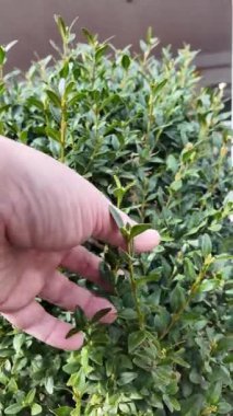 Boxwood çalısı. Yavaş çekim video kutusu yaprakları. Boxwood yapraklarına elle dokunan bir adam. Yeşil çalı. bitkiler hep yeşil.