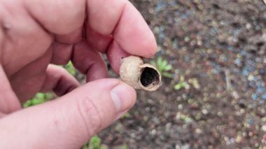 Kara salyangozu kabukları. Mermileri elinde tutan adam. Yavaş çekim videosu. Ellerinde salyangoz kabuğu.