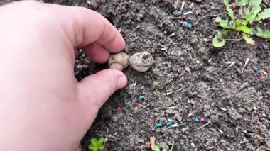 Kara salyangozu kabukları. Mermileri elinde tutan adam. Yavaş çekim videosu. Ellerinde salyangoz kabuğu.