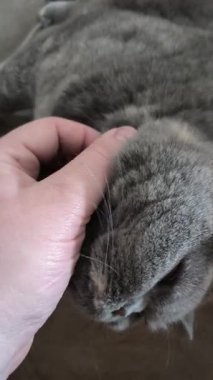 Kedi besleyen adam. Kedi sevildiğinde mırıldanır. Gri İngiliz kedisi kanepede yatıyor. evcil.