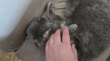 Kedi besleyen adam. Kedi sevildiğinde mırıldanır. Gri İngiliz kedisi kanepede yatıyor. evcil.