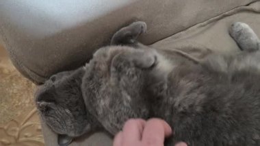 Kedi besleyen adam. Kedi sevildiğinde mırıldanır. Gri İngiliz kedisi kanepede yatıyor. evcil.