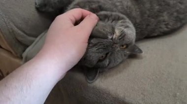 Kedi besleyen adam. Kedi sevildiğinde mırıldanır. Gri İngiliz kedisi kanepede yatıyor. evcil.