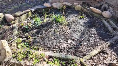 İlkbaharda toprak. Kardan sonra ilk çimen. Çimen ve kara toprak. Yavaş çekim videosu.