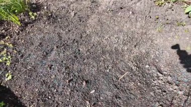İlkbaharda toprak. Kardan sonra ilk çimen. Çimen ve kara toprak. Yavaş çekim videosu.
