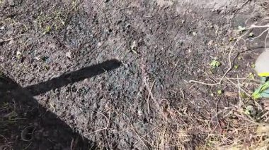 İlkbaharda toprak. Kardan sonra ilk çimen. Çimen ve kara toprak. Yavaş çekim videosu.