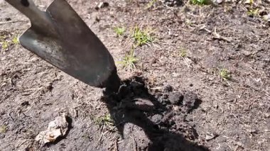 Küreği eline al. Adam kürekle toprağı kazıyor. Toprağa kürek at. Yavaş çekim videosu.