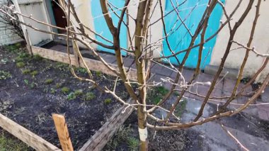 İlkbaharın başlarında ağaç dalları. İlkbaharda dallardaki ilk tomurcuklar. Gökyüzüne karşı dallar. Yavaş çekim videosu.