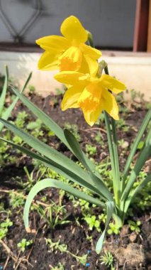 İlk bahar çiçekleri. Sarı nergisler. parlak sarı bahar çiçeği.