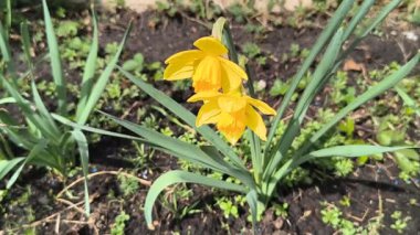 İlk bahar çiçekleri. Sarı nergisler. parlak sarı bahar çiçeği.
