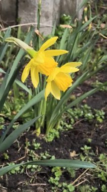 İlk bahar çiçekleri. Sarı nergisler. parlak sarı bahar çiçeği.