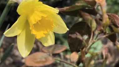İlk bahar çiçekleri. Sarı nergisler. parlak sarı bahar çiçeği.