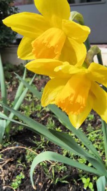 İlk bahar çiçekleri. Sarı nergisler. parlak sarı bahar çiçeği.