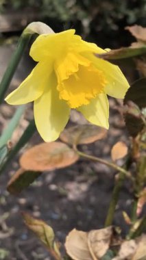 İlk bahar çiçekleri. Sarı nergisler. parlak sarı bahar çiçeği.