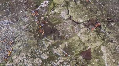Yerdeki su birikintileri. Beton ve yağmur birikintileri. Yere düşen yağmur damlaları.