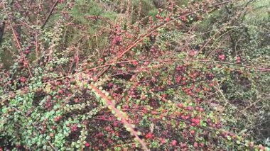 Kırmızı dutlu Bush. Yeşil çalı ve kırmızı sulu meyveler.