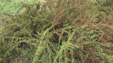 Kırmızı dutlu Bush. Yeşil çalı ve kırmızı sulu meyveler.