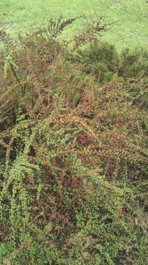 Kırmızı dutlu Bush. Yeşil çalı ve kırmızı sulu meyveler.