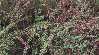 Kırmızı dutlu Bush. Yeşil çalı ve kırmızı sulu meyveler.