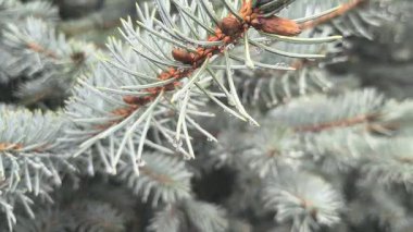 Çam ağacına yağmur damlası. Mavi ladin. Yağmurda ladin dalları. Kozalaklı ağaç. İğneli dallar.